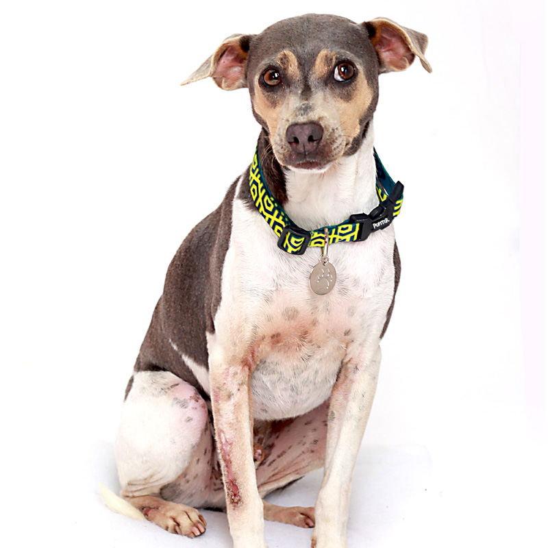 COLAR DE IDENTIFICAÇÃO MADISON AMARELO PUPSTER PET.jpg