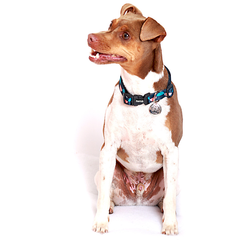 COLAR RAVENA AZUL PET.jpg