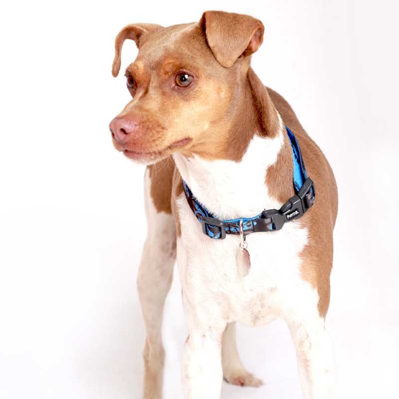 COLAR DE IDENTIFICAÇÃO AVALON PRETO PUPSTER PET.jpg