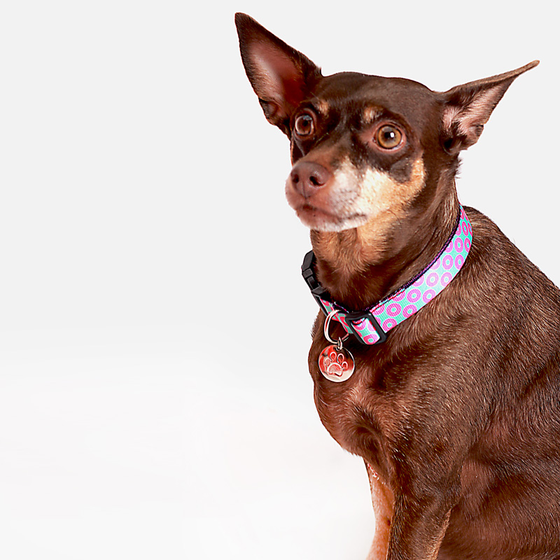 COLAR DE IDENTIFICAÇÃO CANDY PUPSTER PET 1.jpg