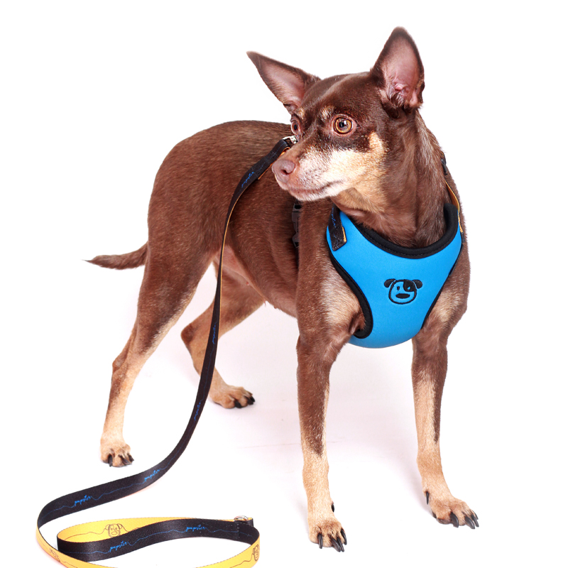 PEITORAL SUNSET AZUL PET.jpg